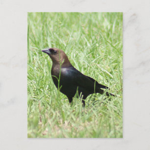Brown Headed Cowbird Foto Briefkaart