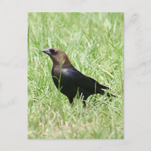 Brown Headed Cowbird Foto Briefkaart (Voorkant)