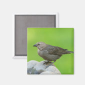 Brown Headed Cowbird Magneet (Voorkant / Achterkant)