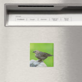 Brown Headed Cowbird Magneet (Insitu (Vaatwasser))