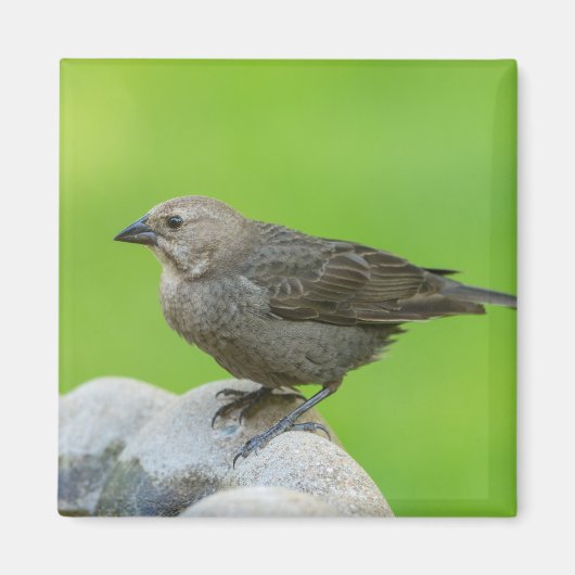 Brown Headed Cowbird Magneet (Voorkant)
