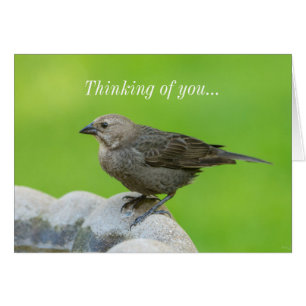 Brown Headed Cowbird Thinking of you