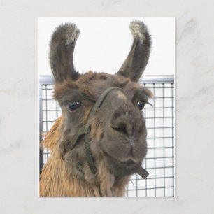 Brown Lama 1 Briefkaart