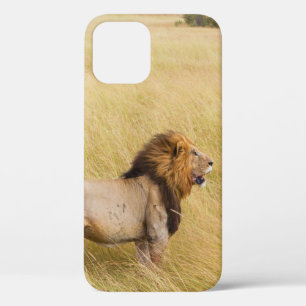BROWN LION OP GRASSVELD TIJDENS DAG iPhone 12 HOESJE