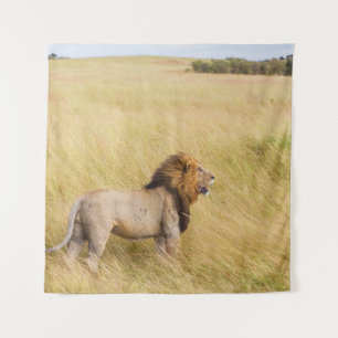 BROWN LION OP GRASSVELD TIJDENS DAG WANDKLEED