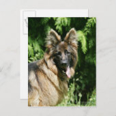 Brown Long Hazard German Shepherd 1 Briefkaart (Voorkant / Achterkant)