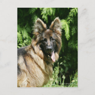 Brown Long Hazard German Shepherd 1 Briefkaart