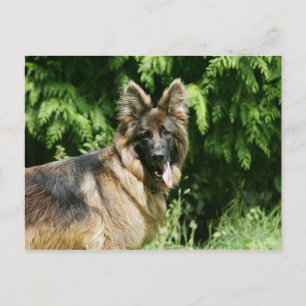 Brown Long Hazard German Shepherd 1 Briefkaart