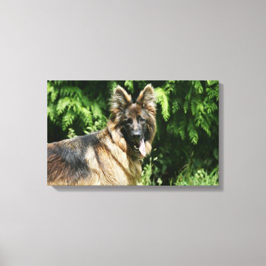 Brown Long Hazard German Shepherd 1 Canvas Afdruk (Voorkant)
