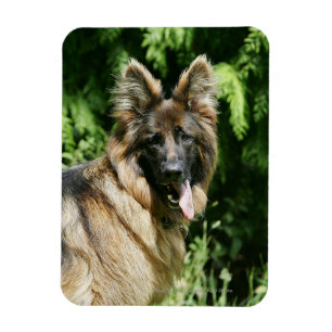 Brown Long Hazard German Shepherd 1 Magneet