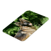 Brown Long Hazard German Shepherd 1 Magneet (Linkerzijde)