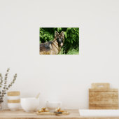 Brown Long Hazard German Shepherd 1 Poster (Keuken)