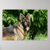 Brown Long Hazard German Shepherd 1 Poster (Voorkant)