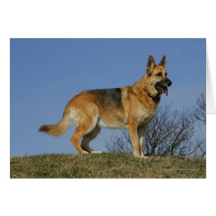 Brown Long Hazard German Shepherd 2