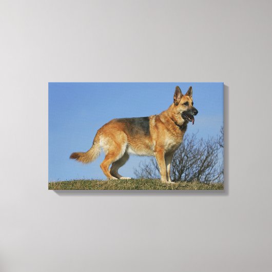 Brown Long Hazard German Shepherd 2 Canvas Afdruk (Voorkant)