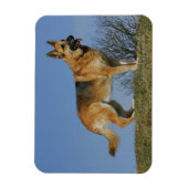Brown Long Hazard German Shepherd 2 Magneet (Verticaal)