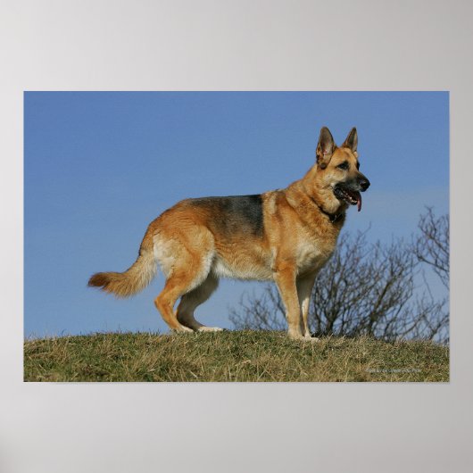 Brown Long Hazard German Shepherd 2 Poster (Voorkant)