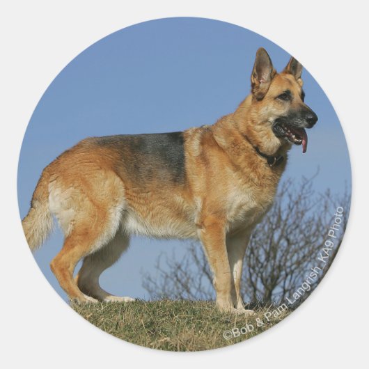 Brown Long Hazard German Shepherd 2 Ronde Sticker (Voorkant)