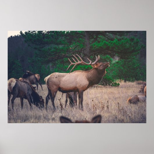BROWN MOOSE NEAR GREEN TREE OP DAGTIME POSTER (Voorkant)