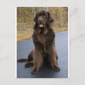 Brown Newfie Briefkaart