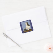 Brown Nun Pigeon Vierkante Sticker (Envelop)