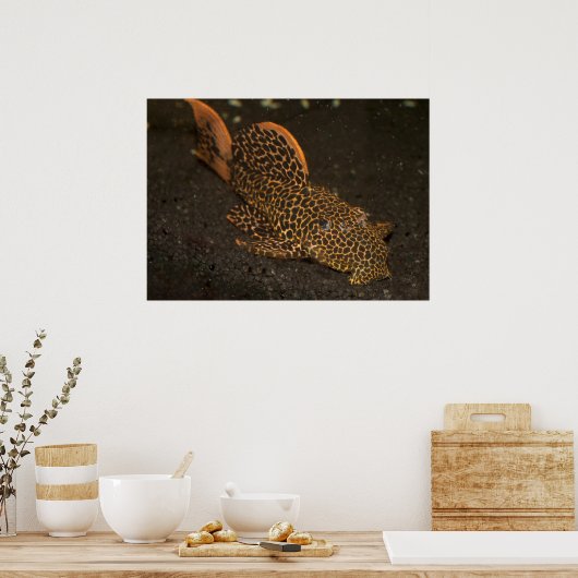 Brown Peckoltia Compta Poster (Keuken)