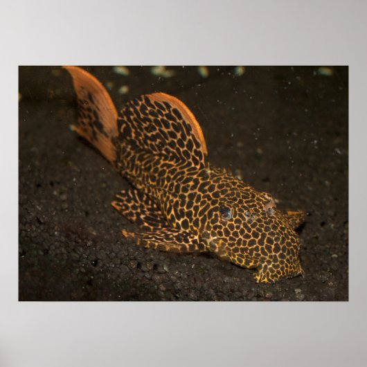 Brown Peckoltia Compta Poster (Voorkant)