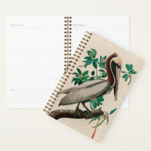 Brown Pelican Birds of America Audubon Imprimer