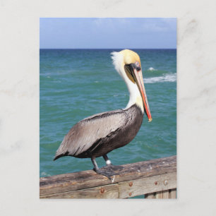 Brown Pelican Briefkaart