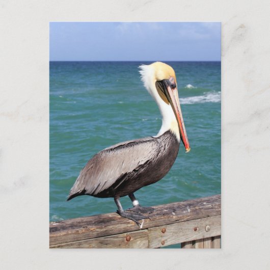 Brown Pelican Briefkaart (Voorkant)