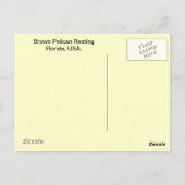 Brown Pelican Briefkaart (Achterkant)