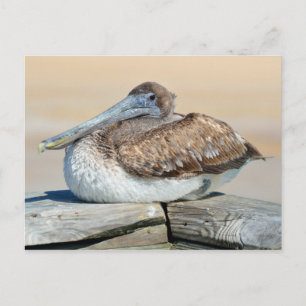 Brown Pelican Briefkaart