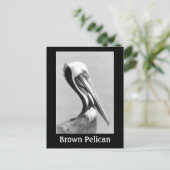 Brown Pelican Briefkaart (Staand voorkant)