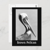 Brown Pelican Briefkaart (Voorkant / Achterkant)