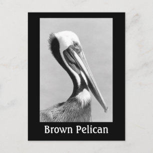 Brown Pelican Briefkaart