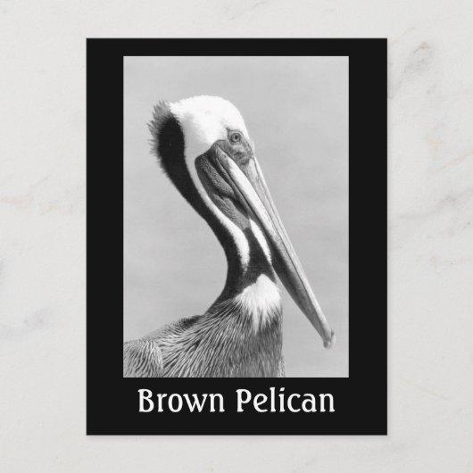 Brown Pelican Briefkaart (Voorkant)