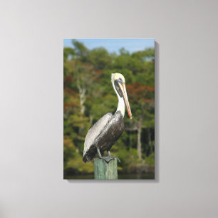 Brown Pelican Canvas Afdruk