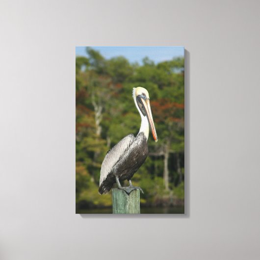 Brown Pelican Canvas Afdruk (Voorkant)