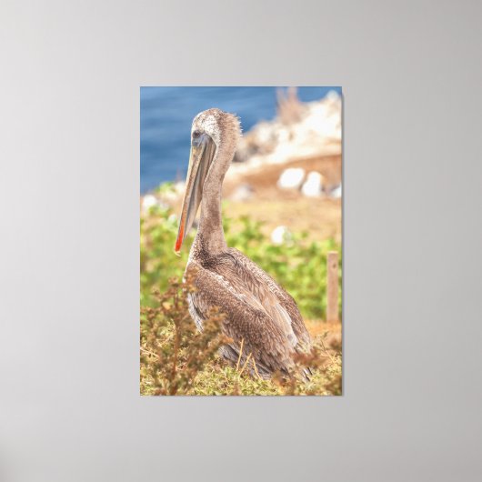 Brown Pelican Canvas Afdruk (Voorkant)