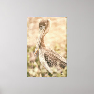 Brown Pelican Canvas Afdruk