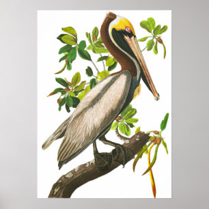 Brown Pelican door John James Audubon Poster