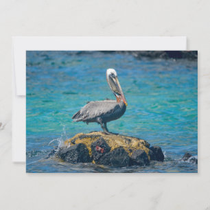 Brown Pelican Feestdagenkaart