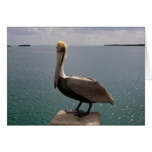 Brown Pelican Florida Keys