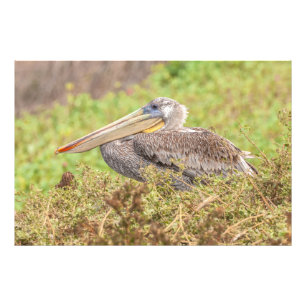 Brown Pelican Foto Afdruk