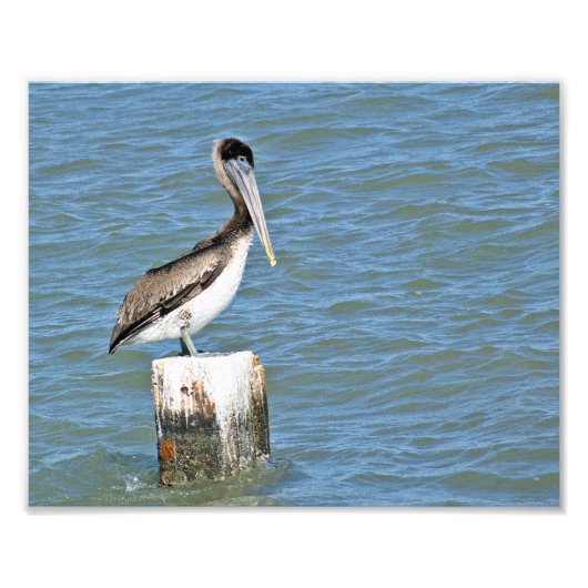 Brown pelican foto foto afdruk (Voorkant)