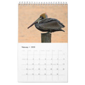 Brown Pelican Kalender 2025 (Feb 2025)