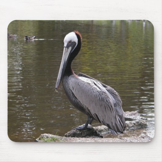 Brown Pelican Muismat (Voorkant)