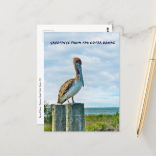 Brown Pelican Outer Banks NC Postcard Briefkaart