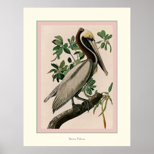 Brown Pelican Poster (Voorkant)