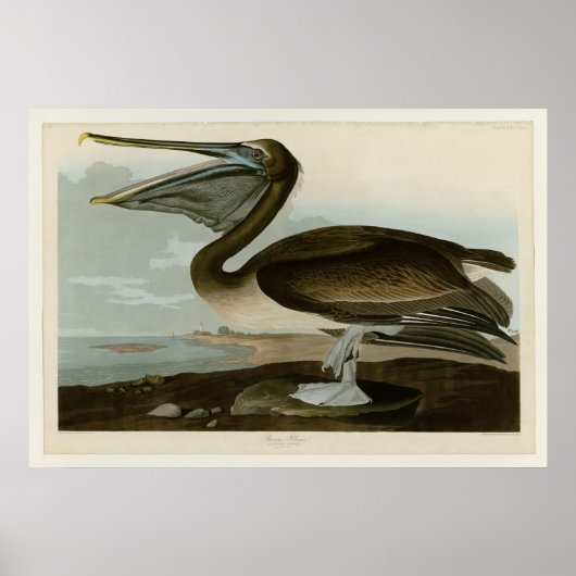 Brown Pelican Poster (Voorkant)
